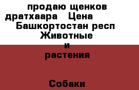 продаю щенков дратхаара › Цена ­ 5 000 - Башкортостан респ. Животные и растения » Собаки   